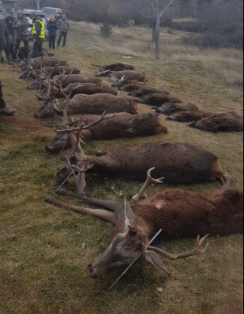 Montería en Valdejeña-Villar