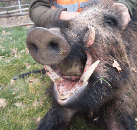 Montería en Valdegeña
